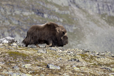 Noorwegen/Norway Dovrefjell