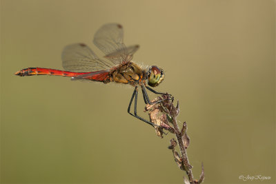 Heidelibellen/Sympetrum