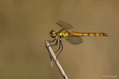 Kempense heidelibel/Sympetrum depressiusculum♀
