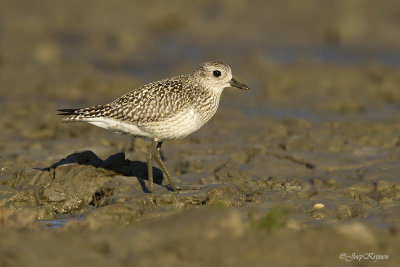 Zilverplevier\Grey plover