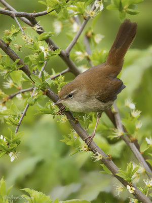 Cetti's zanger/Cettis warbler