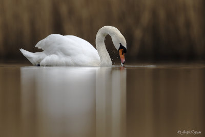 Knobbelzwaan/Mute swan