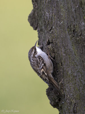 Boomkruiper/Short-toed treecreeper