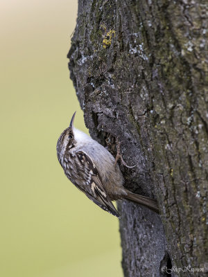 Boomkruiper/Short-toed treecreeper