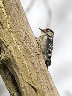 Kleine bonte specht/Lesser spotted woodpecker