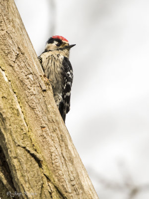 Kleine bonte specht/Lesser spotted woodpecker