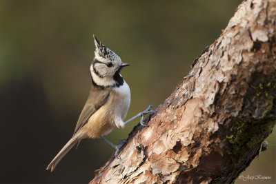 Kuifmees/Crested tit