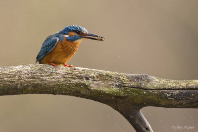 IJsvogel/Kingfisher