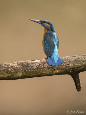 IJsvogel/Kingfisher