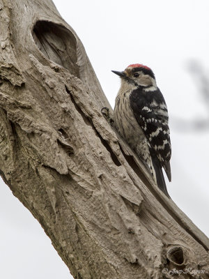 Kleine bonte specht/Lesser spotted woodpecker