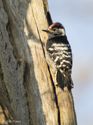 Kleine bonte specht/Lesser spotted woodpecker