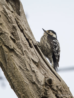 Kleine bonte specht/Lesser spotted woodpecker