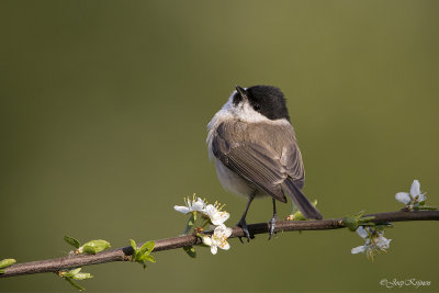 Glanskop/Marsh tit