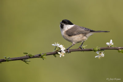 Glanskop/Marsh tit