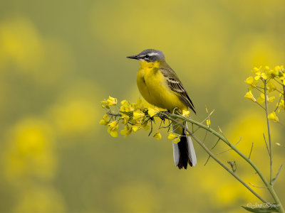 Gele kwikstaart/Blue-headed wagtail