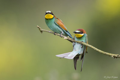 Bijeneter/Bee-eater