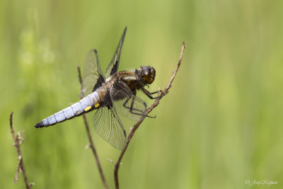 Platbuik/Libellula depressa ♂