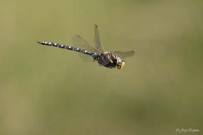 Venglazenmaker/Aeshna juncea ♂