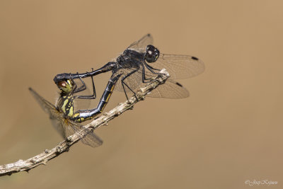 Zwarte heidelibel/Sympetrum danae ♂♀