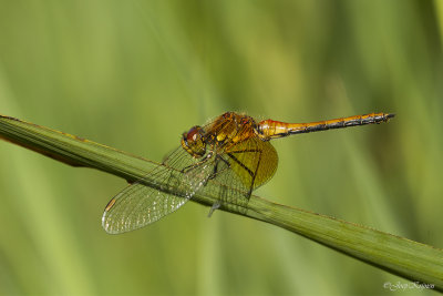 Geelvlekheidelibel/Sympetrum flaveolum ♂