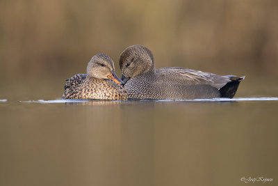 Krakeend/Gadwall