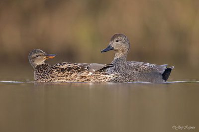 Krakeend/Gadwall