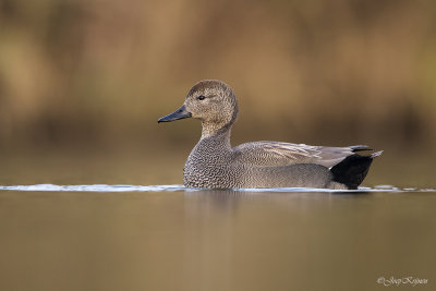 Krakeend/Gadwall