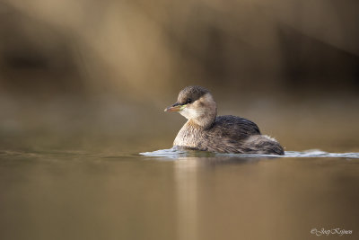 Dodaars/Little grebe