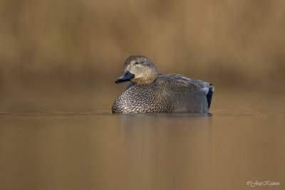 Krakeend/Gadwall