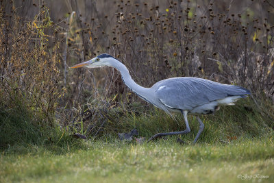 Blauwe reiger/Grey heron