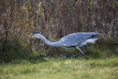 Blauwe reiger/Grey heron