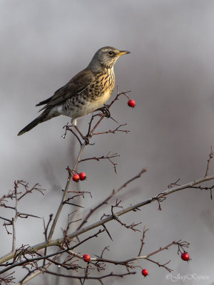 Kramsvogel/Fieldfare