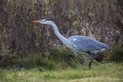 Blauwe reiger/Grey heron