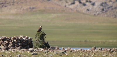 Arendbuizerd-IMG_2781.jpg