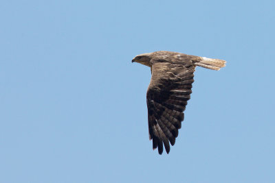 Arendbuizerd-IMG_2879.jpg