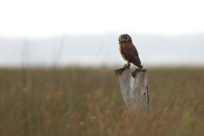 Afr velduil-IMG_1610.jpg
