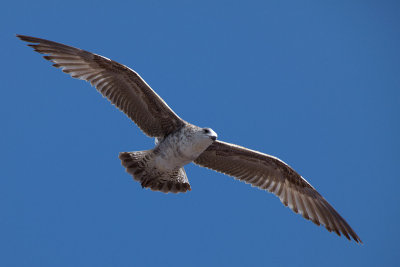 Geelpootmeeuw-IMG_0295.jpg