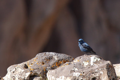 Blauwe rotslijster-IMG_2939.jpg