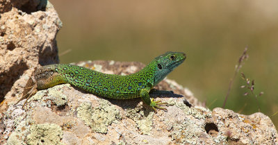 Hagedis-IMG_2808.jpg