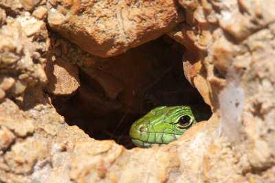 Hagedis-IMG_3297.jpg