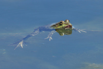 Kikker-IMG_2845.jpg