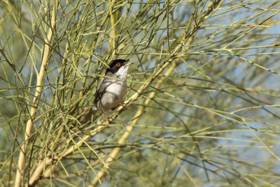 kleine zwartkop-IMG_1417.jpg