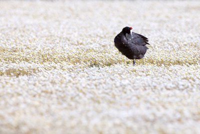 Knobbelmeerkoet-IMG_3249.jpg