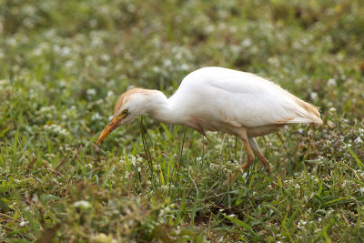 Koereiger-IMG_1862.jpg