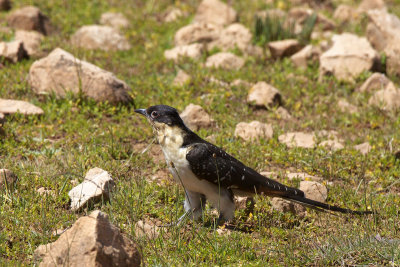 Kuifkoekoek-IMG_3378.jpg