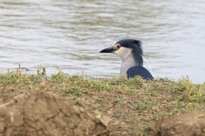 Kwak-IMG_1881.jpg