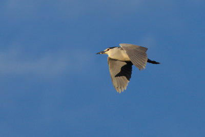 Kwak-IMG_1937.jpg