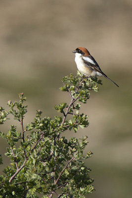 roodkopklauwier-IMG_3062.jpg