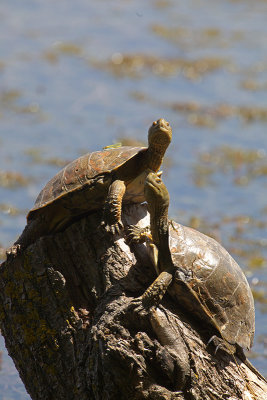 schildpad-IMG_3463.jpg