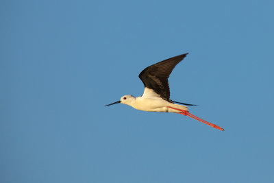 Steltkluut-IMG_2613.jpg